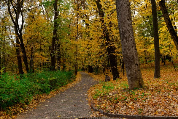 Folhas Amarelas Outono Ucrânia Uman Sophia Park — Fotografia de Stock