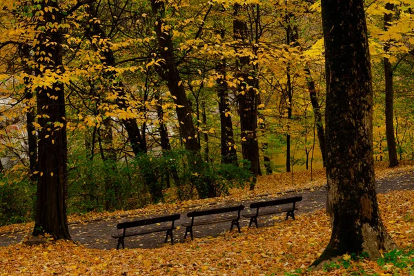 Hojas Amarillas Otoño Ucrania Uman Sophia Park —  Fotos de Stock