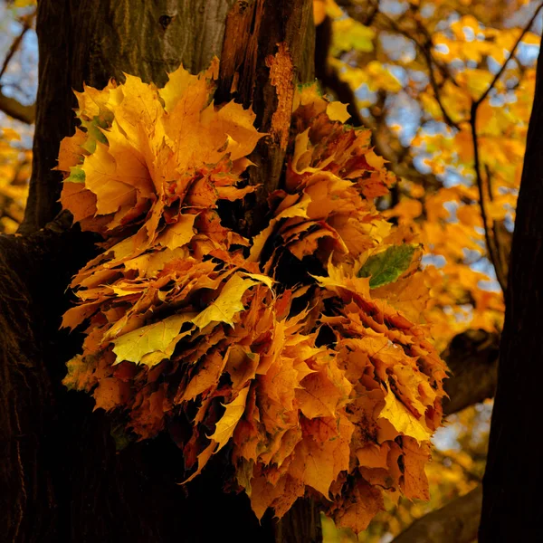 Hojas Amarillas Otoño Ucrania Uman Sophia Park — Foto de Stock