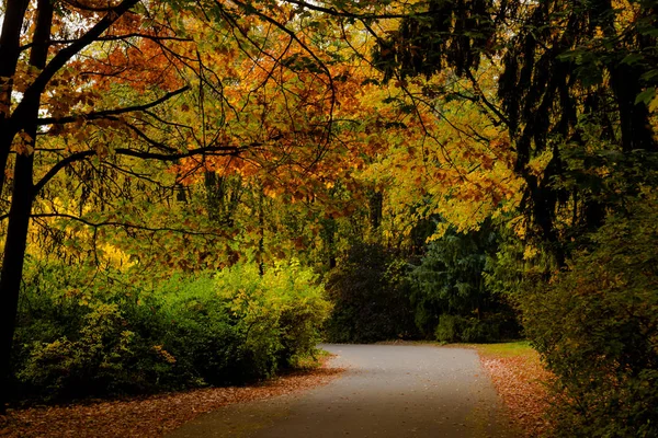 Hojas Amarillas Otoño Ucrania Uman Sophia Park Imagen De Stock