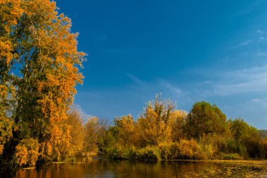 Nehrin yanında karanlık su düşen sarı yapraklar