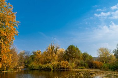 Nehrin yanında karanlık su düşen sarı yapraklar