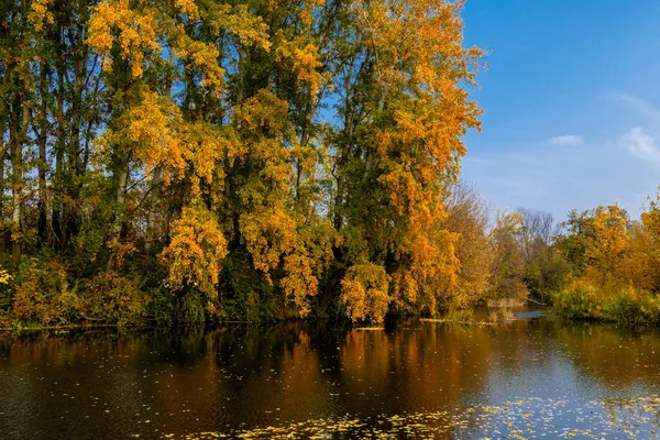 falling yellow leaves on the dark water by the river