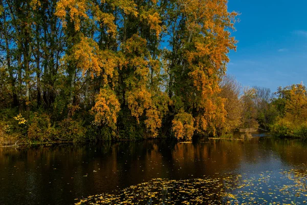 Hulló Sárga Levelek Sötét Víz Folyó — Stock Fotó