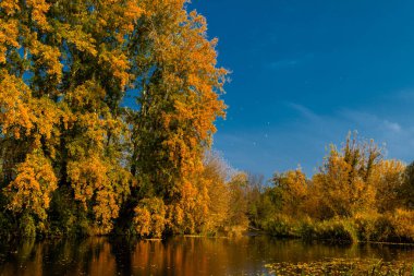 Nehrin yanında karanlık su düşen sarı yapraklar