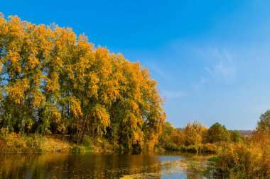 Nehrin yanında karanlık su düşen sarı yapraklar