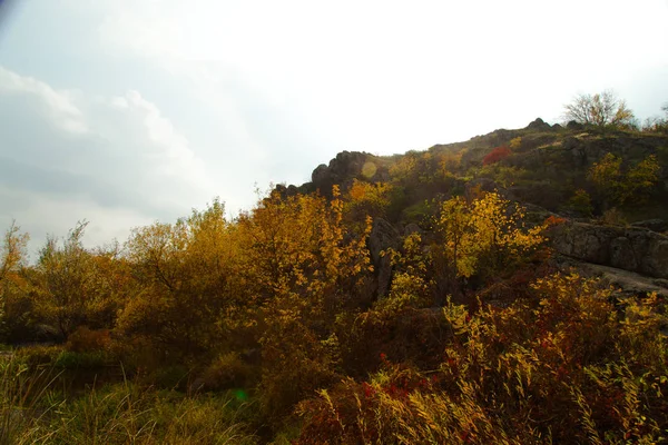 Autumn Bright Yellow Foliage Trees Surrounded Stones — Stock Photo, Image