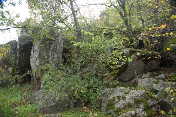 Rocas Musgosas Cubiertas Oro Otoño — Foto de Stock