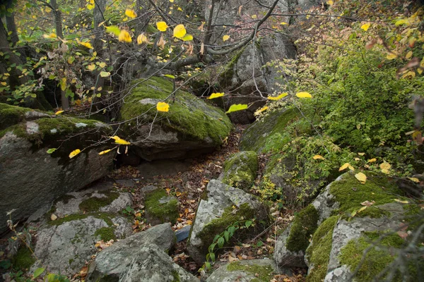 Моховинні Валуни Покриті Золотою Осінню — стокове фото