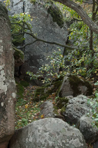 Moosige Felsbrocken Bedeckt Mit Goldenem Herbst — Stockfoto