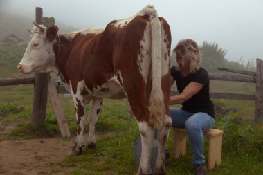 Kız doğal süt alır - Karpatya dağlarındaki bir çiftlikte inek sağar
