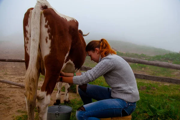Dívka Dostane Přírodní Mléko Dojí Krávu Farmě Karpatských Horách Stock Snímky