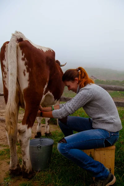 Dívka Dostane Přírodní Mléko Dojí Krávu Farmě Karpatských Horách Royalty Free Stock Fotografie