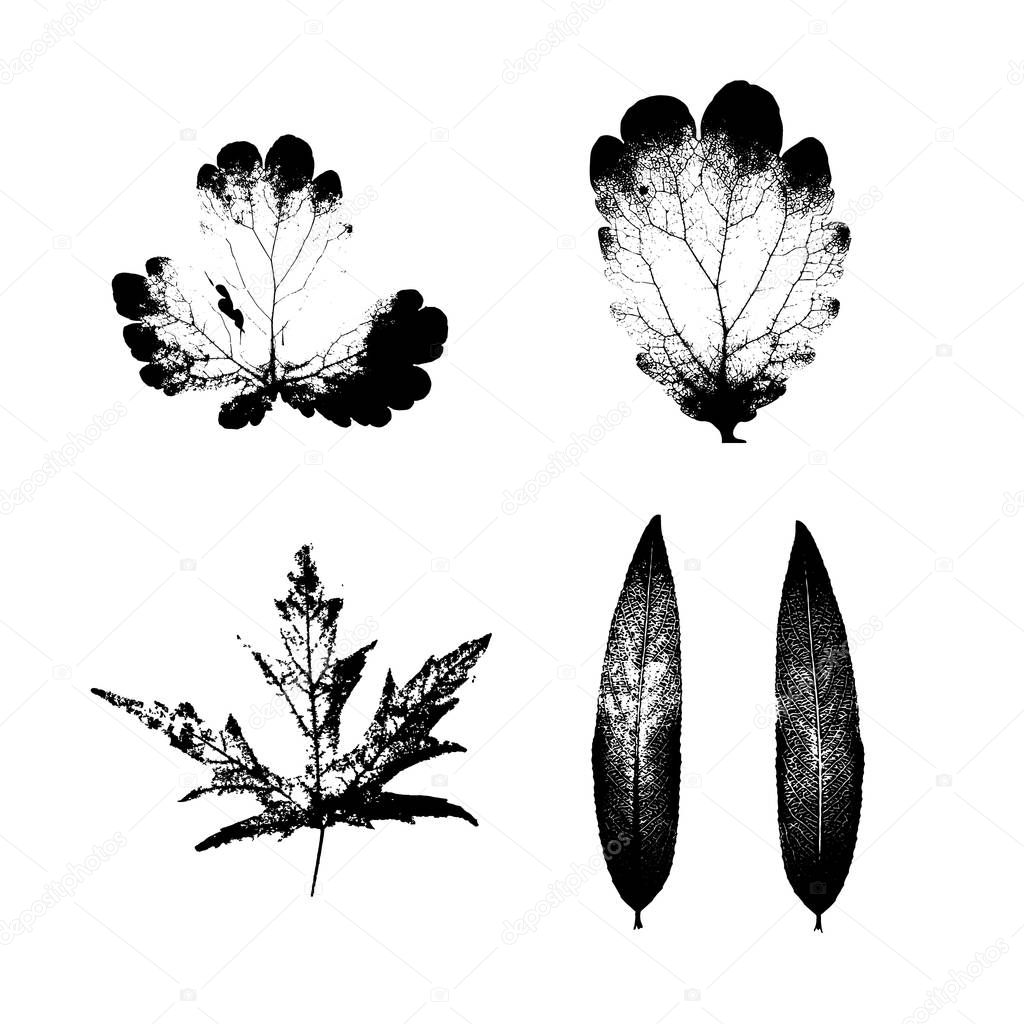 Realistic herbal silhouettes