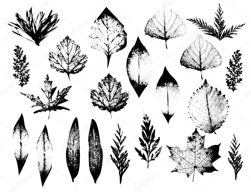 Realistic herbal silhouettes