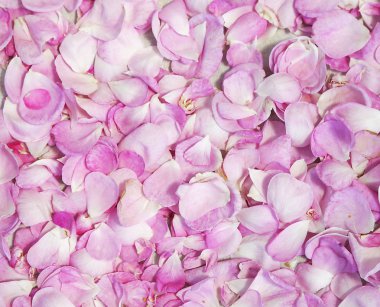 arka plan ile renkli pembe gül. Mikro-stok fotoğraf