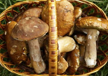 güzel orman beyaz mantar bir sepet içinde yeşil bir arka plan üzerinde toplanan. Mikro-stok fotoğraf