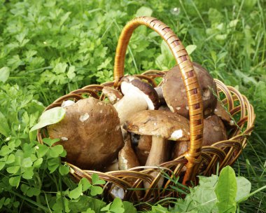 güzel orman beyaz mantar bir sepet içinde yeşil bir arka plan üzerinde toplanan. Mikro-stok fotoğraf