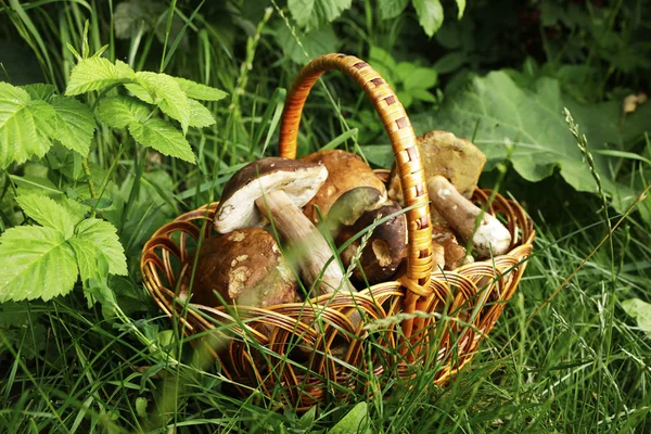 Schöne Weiße Waldpilze Einem Korb Auf Grünem Hintergrund Gesammelt Foto — Stockfoto