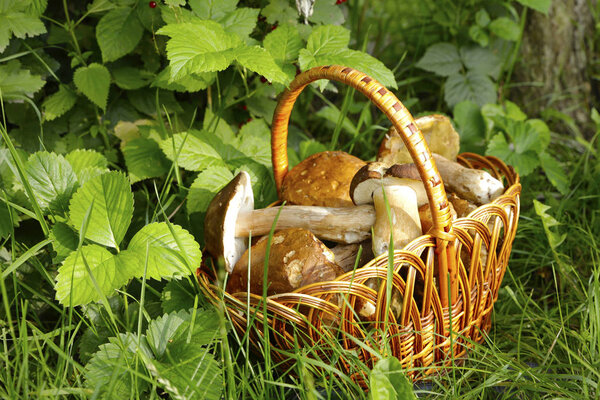 красивые лесные белые грибы, собранные в корзине на зеленом фоне. фото для микрофона
