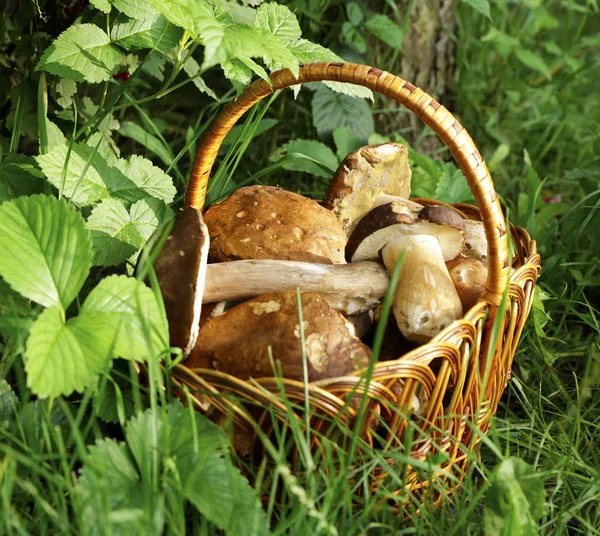 güzel orman beyaz mantar bir sepet içinde yeşil bir arka plan üzerinde toplanan. Mikro-stok fotoğraf