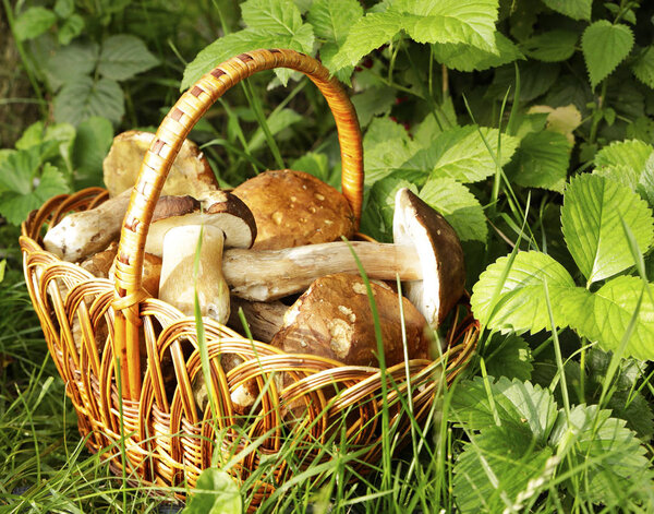 красивые лесные белые грибы, собранные в корзине на зеленом фоне. фото для микрофона
