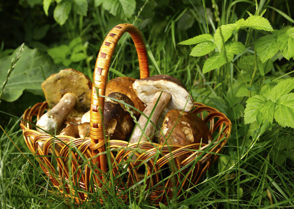 красивые лесные белые грибы, собранные в корзине на зеленом фоне. фото для микрофона
