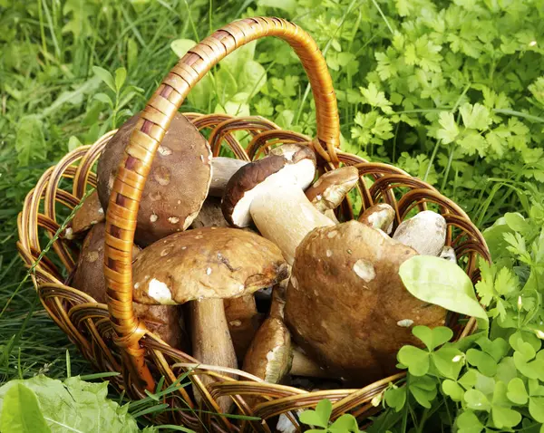 güzel orman beyaz mantar bir sepet içinde yeşil bir arka plan üzerinde toplanan. Mikro-stok fotoğraf