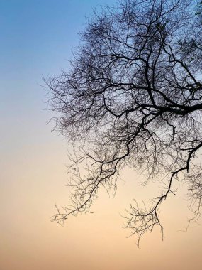 Ormandaki ağaç dalları