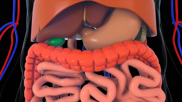 Modèle de corps humain d'anatomie, fond de rendu 3d, partie du modèle de corps humain avec le système d'organe — Video