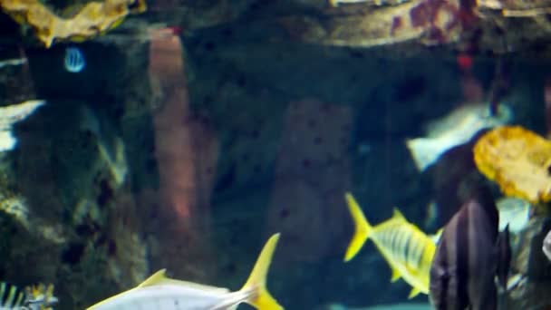 Groot aquarium met verschillende soorten vis — Stockvideo