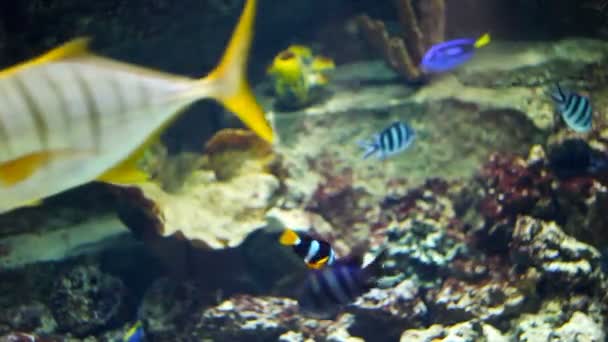 Acuario grande con diferentes tipos de peces — Vídeo de stock