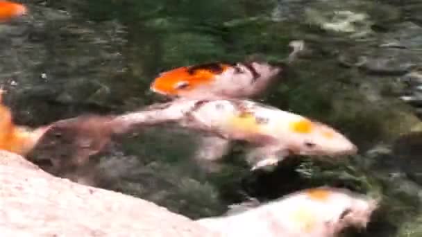 Lot of hungry orange fish koi in pond at sunny summer day — Stock Video
