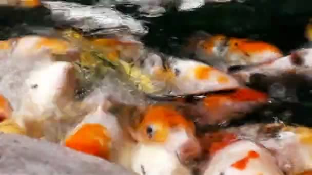 Lote de koi de peixe laranja faminto na lagoa no dia ensolarado de verão — Vídeo de Stock