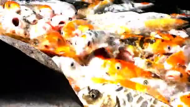 Beaucoup de poissons orange affamés koï dans l'étang à la journée ensoleillée d'été — Video