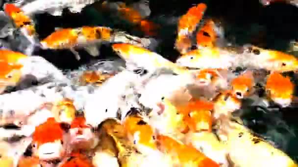 Lote de koi de peixe laranja faminto na lagoa no dia ensolarado de verão — Vídeo de Stock