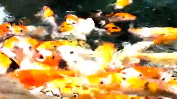 Lote de koi de peixe laranja faminto na lagoa no dia ensolarado de verão — Vídeo de Stock