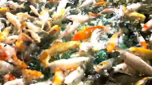 Mycket hungrig apelsin fisk koi i dammen på soliga sommardagen — Stockvideo