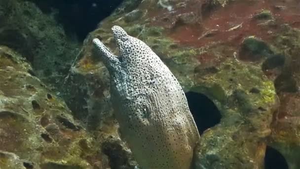 Grauer tropischer Fisch erhebt sich aus einem Felsenloch in einem großen Aquarium, aus nächster Nähe — Stockvideo