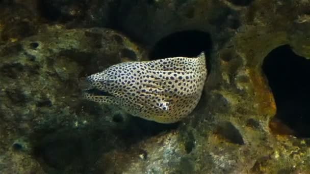 Серые тропические рыбы поднимаются из отверстия в скале в большом аквариуме, крупным планом — стоковое видео