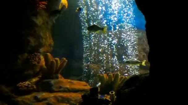 Tropische mooie vissen zwemmen in gat met stijgende bubbels in quarium — Stockvideo