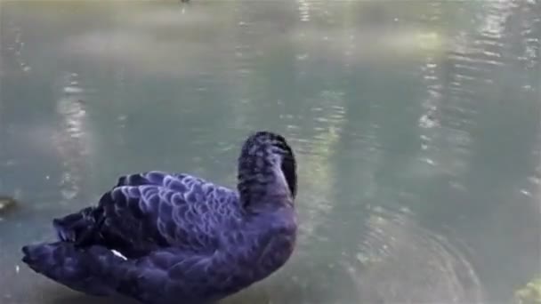 Black swan cleans feathers on water of lake in summer day — Stock Video