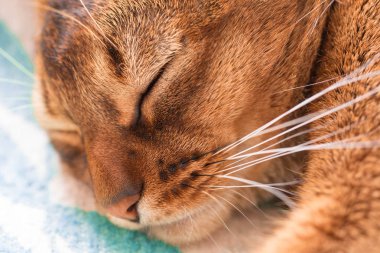Genç Abyssinian kırmızı kedi uyku yatakta. Yakın çekim. Tatlı kedi yavrusu makro fotoğraf. Pastel renkli fotoğraf.