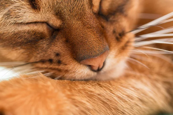 Young Abyssinian Red Cat Sleep Bed Close Sweet Kitten Macro — Stock Photo, Image