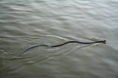 Bir yılan nehirde yüzüyor. Avrupa, yaz günü. Non-zehirli natrix-çim yılan veya su yılan.
