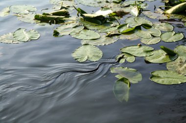 Bir yılan nehirde yüzüyor. Avrupa, yaz günü. Non-zehirli natrix-çim yılan veya su yılan.