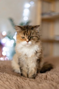 Bir battaniye var üzgün kedi oturur