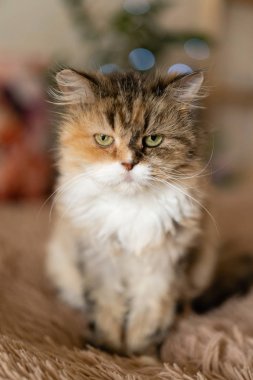 Bir battaniye var üzgün kedi oturur