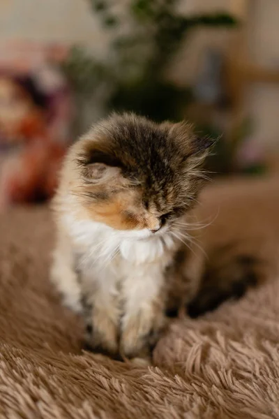 Bir Battaniye Var Üzgün Kedi Oturur — Stok fotoğraf