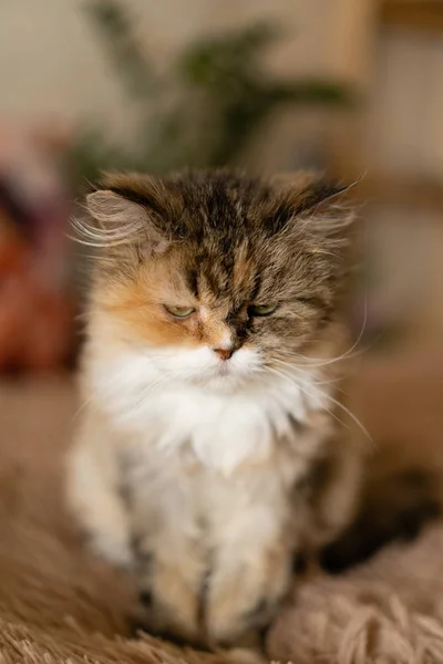 Traurige Katze Sitzt Auf Decke — Stockfoto